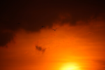 Fototapeta na wymiar birds on sunset sky