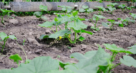 Flower of cucumber. Stalks of homemade cucumbers close-up. Rows of flowering cucumbers. Garden in the summer.
