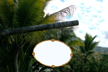 coconut palm tree and blank sign