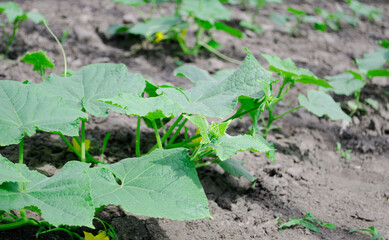 Flower of cucumber. Stalks of homemade cucumbers close-up. Rows of flowering cucumbers. Garden in the summer.