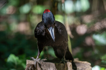 Close up of Black woodpecker (Dryocopus martius)