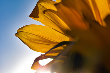 Obraz premium yellow flower in the sun