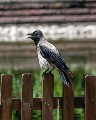 Close up of hooded crow (Corvus cornix) on fence