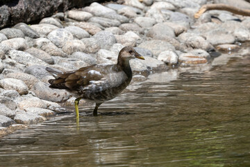 Eurasian common moorhen (Gallinula chloropus) also known as marsh hen