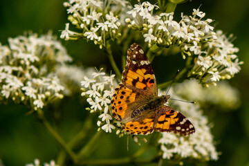 butterfly on flower