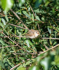 Great reed warbler bird ( Acrocephalus arundinaceus).Wildlife photo