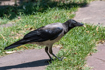 Young hooded crow (corvus cornix) sits on the ground