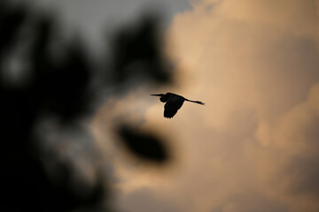 birds in the sunset