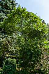 Evergreen landscaped garden. Firs, Christmas trees, juniperses and other evergreen trees and shrubs against the backdrop of evergreens and deciduous plants. Close-up. Atmosphere of relaxing and love.