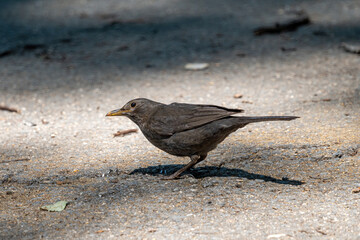 Common Blackbird also known as Turdus merula.