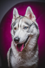 Husky with different eyes