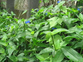 dayflower