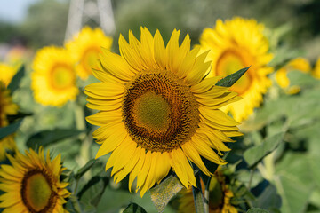 Obraz premium Beautiful yellow sunflower. Sunflowers in the sun. Agricultural landscape.