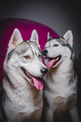 Husky with different eyes