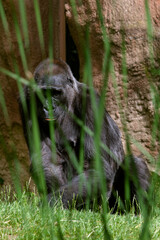  Female gorilla in ZOO, the most dangerous and biggest monkey . © notistia
