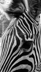 Obraz na płótnie Canvas Close-up Of Zebra