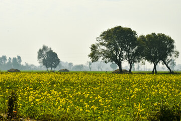 Beautiful landscape photograph of Dehradun India.