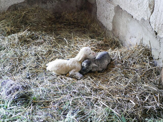 Fototapeta premium Lamb cannot stand after birth