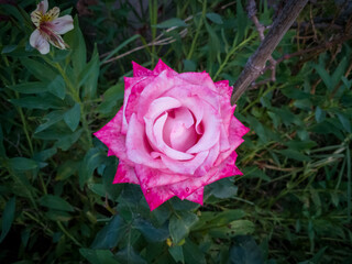 Rose illuminated with natural light surrounded by vegetation
