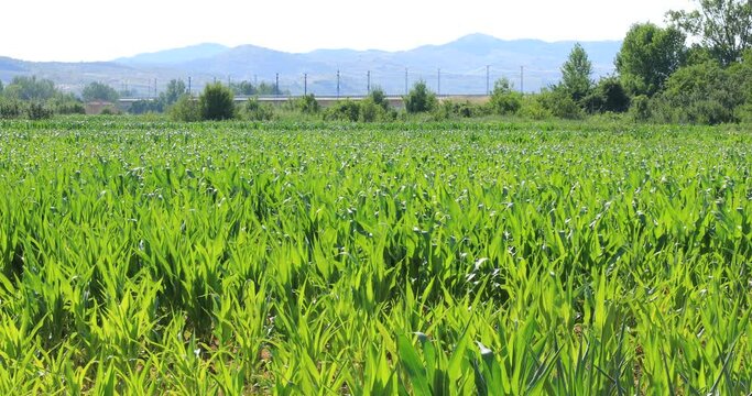 El aire mueve el maiz en el campo de maiz cerca de un camino con un fondo de &aacute;rboles, monta&ntilde;as y via de tren con tren en Espa&ntilde;a
