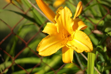 yellow flower with dew drops