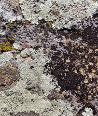 Abstract authentic authentic colored old stones backgrounds