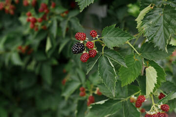 blackberry berries on a green background