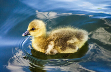 duckling swimming in the water