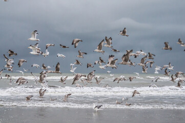 flock of seagulls on the beach
