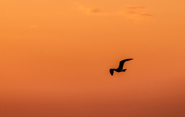 silhouette of a seagull in flight