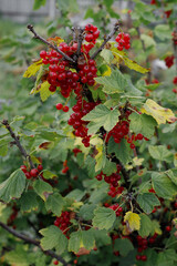 red currants grow in the garden. Farming