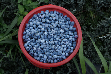 a bucket of blueberry berries on a green background. Bio products