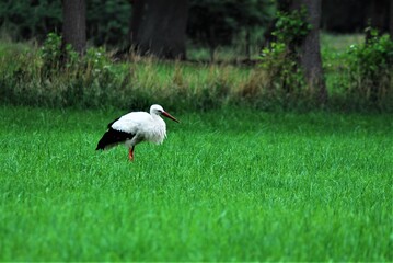 A white storck on a mown pasture