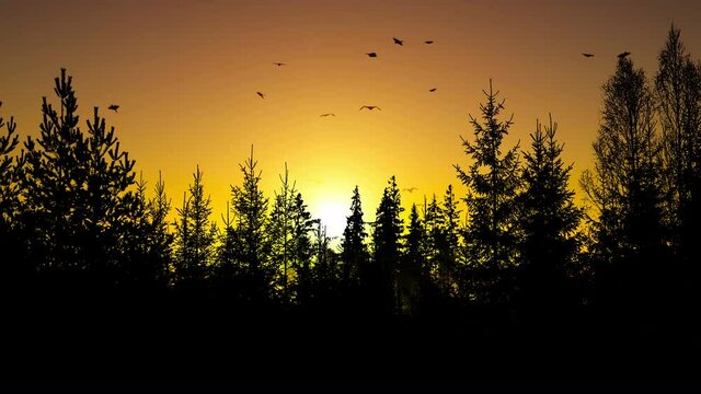 Birds flying high over a forest silhouette at sunset.