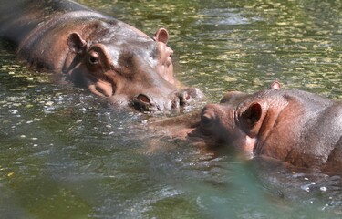 hippopotamus in water