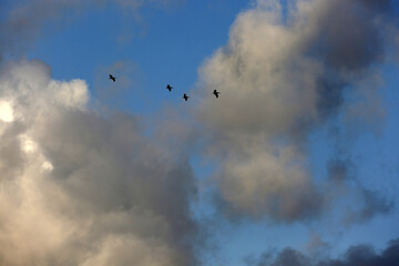 Pelicans High Above the BVI