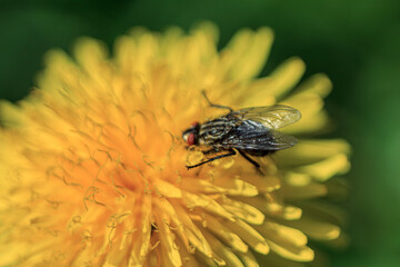 Fly eating pullen in dandelion