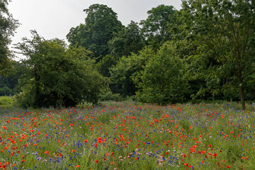 Feld mit bunten Blumen
