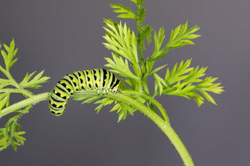 Black Swallowtail Butterfly (Papilio polyxenes)larva on a Carrot plant