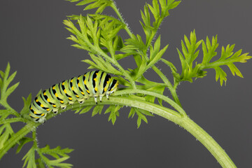 Black Swallowtail Butterfly (Papilio polyxenes)larva on a Carrot plant