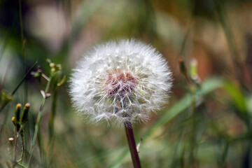 Dandelion plant. Close up with shallow depth of field. 