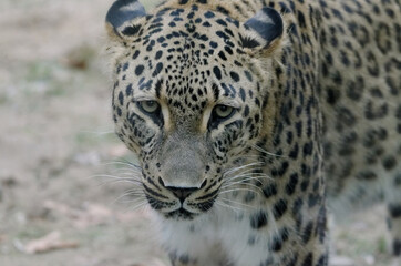 Fototapeta na wymiar Close-up Portrait Of Snow Leopard
