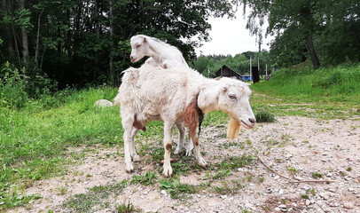 Fototapeta premium Funny goats play in the village
