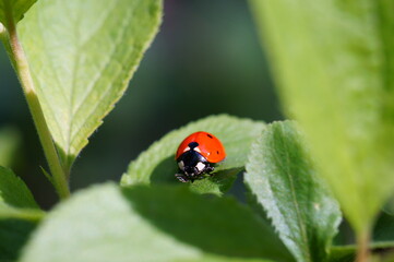 ladybug on grass