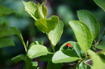 ladybug on green leaf