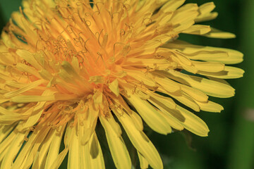 Yellow dandelion flower spring plant close up