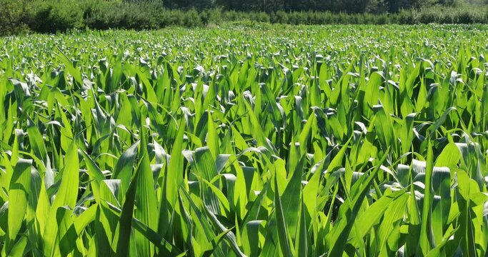 El aire mueve el maiz en el campo de maiz con un fondo de &aacute;rboles en Espa&ntilde;a