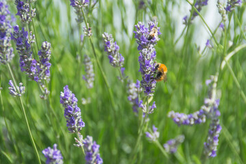 Lavanda e ape 1