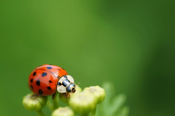 Fototapeta premium Ladybug on a colored background. Insects in nature.