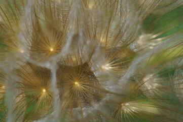 Dandelion close-up. Texture image. Natural background.